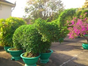 растения Дворец Пномпень