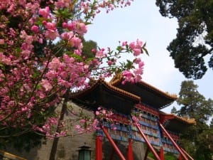 цветы в Пекине: яблоня