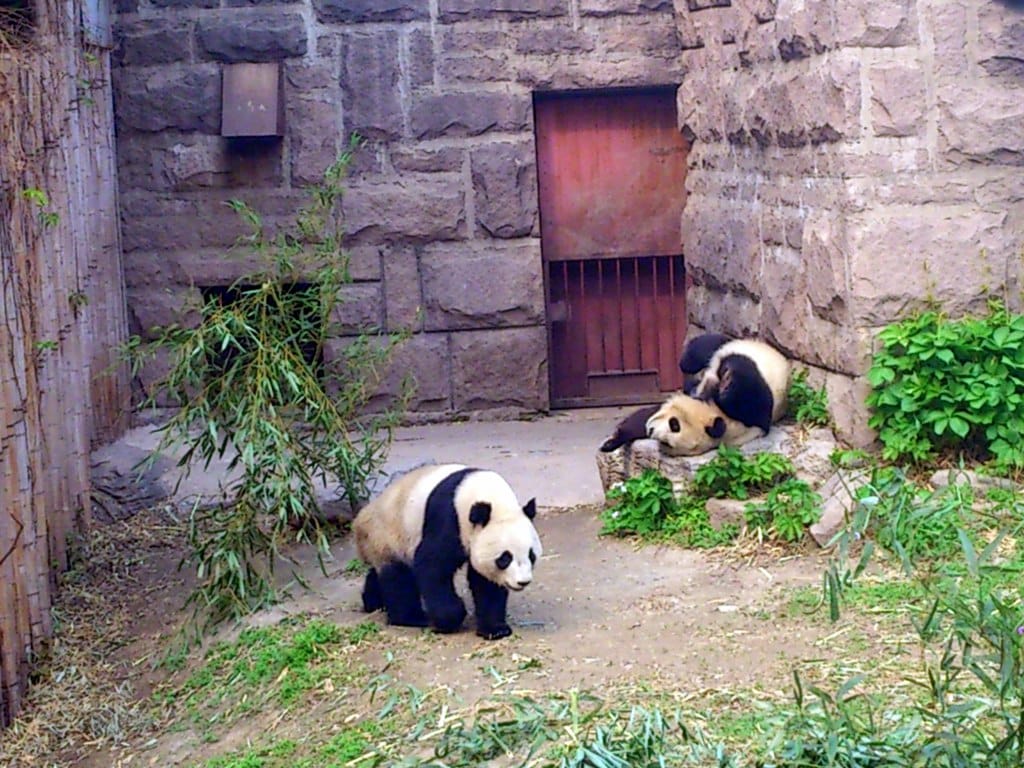 панды, семейная пара
