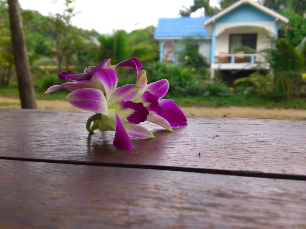 орхидеи, Ко Чанг